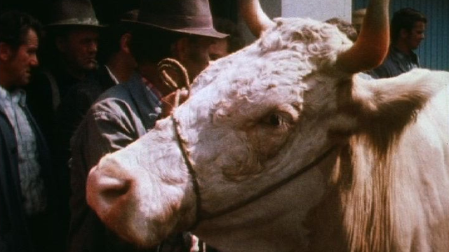 Les paysans vendent leurs bêtes suite à la sécheresse, Suisse 1976. [RTS]