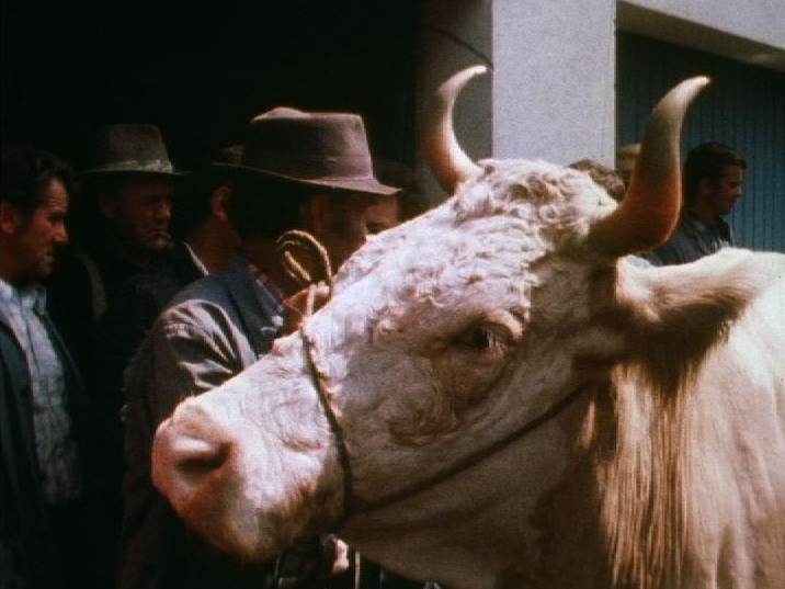Les paysans vendent leurs bêtes suite à la sécheresse, Suisse 1976. [RTS]
