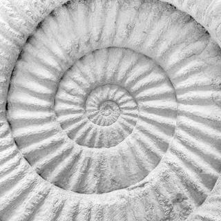 Un fossile d'ammonite.
nirutft
Fotolia [nirutft]