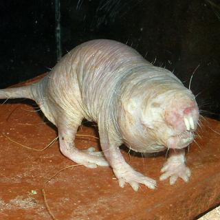 L'Hétérocéphale (Heterocephalus glaber), aussi appelé Rat-taupe nu. [CC BY-SA 3.0 - Roman Klementschitz]