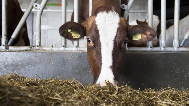 Une vache mange du foin dans une ferme de Walperswil, dans le canton de Berne. [Keystone - Xavier Gehrig]