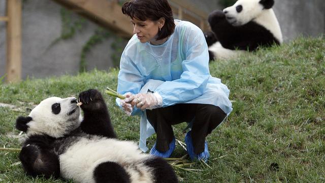 12 juillet 2007 - Le panda: en visite dans un centre de recherche chinois à Chengdu. [Keystone - Alessandro Della Bella]