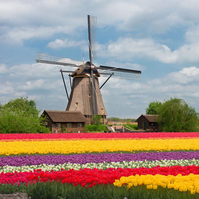 Plantation de tulipes dans la campagne hollandaise. [Fotolia - neirfy]