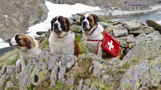 Le Saint-Bernard, emblème du sauvetage en montagne et déclaré "chien national suisse" en 1887. [Barryland - Musée et Chiens du Saint-Bernard]