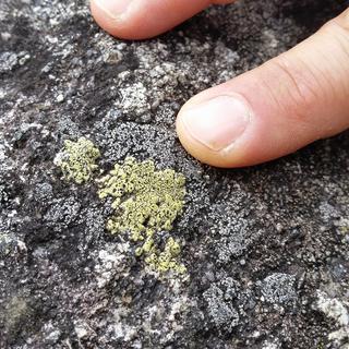 Du lichen qui qui ne pousse que sur une pierre riche en silice. Ici sur la Pierre à Muguet. [Christine Magro]