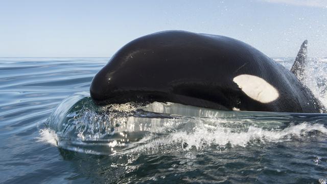 Une orque dans le Golfe de Californie. [AFP / Biosphoto - Christopher Swann]