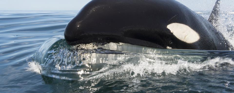 Une orque dans le Golfe de Californie. [AFP / Biosphoto - Christopher Swann]