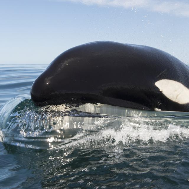 Une orque dans le Golfe de Californie. [AFP / Biosphoto - Christopher Swann]