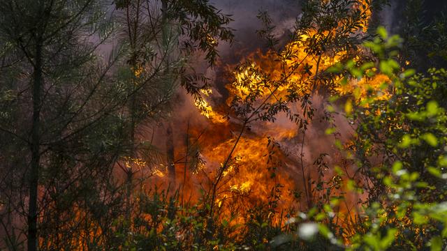 Cette photo prise le 7 août 2016 montre un feu de forêt sévissant près de Trofa, dans le nord du Portugal. [AFP - MIGUEL RIOPA]