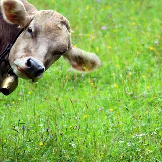 En Suisse, 90% des vaches n'ont pas de cornes. [Fotolia - Alexander Wurditsch]