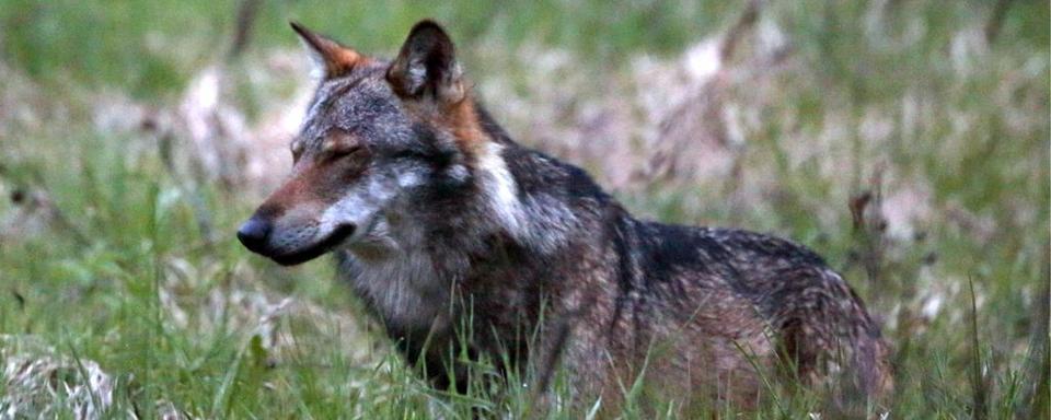 Le loup "M35" photographié dans le haut-Valais en juin 2013. [Keystone - Marco Schmidt]