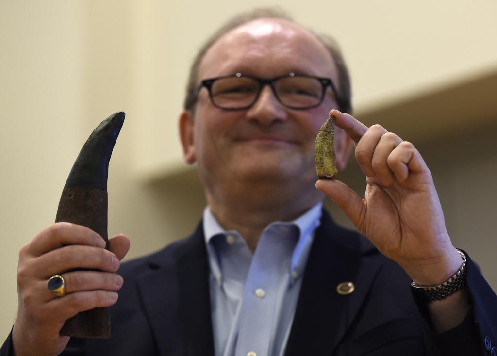 Le professeur Hans-Dieter Sues compare une dent de tyrannosaure (à gauche) et de Timurlengia (à droite). [KEYSTONE - AP/Susan Walsh]
