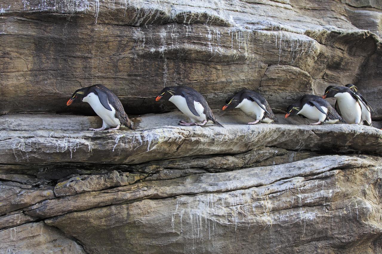 Des Gorfous sauteurs se déplacent sur une falaise aux îles Malouines. [Biosphoto - AFP - Alain Mafart-Renodier]