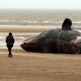 Une baleine échouée sur une plage en Angleterre. [PA via AP/Keystone - Chris Radburn]