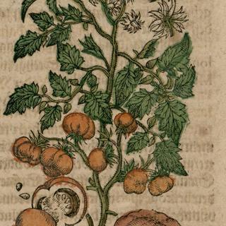 Première représentation de tomate en Europe, par Johann Feyerabend (1590). [Domaine public]