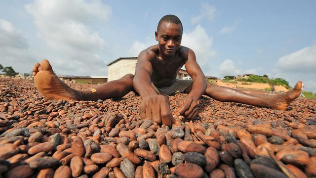 Plus de 40% des fèves de cacao sont aujourd'hui produites en Côte d'Ivoire. [AFP - kambou sia]