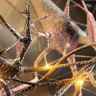 Neurones, synapses et signal nerveux [Fotolia - arsdigital]