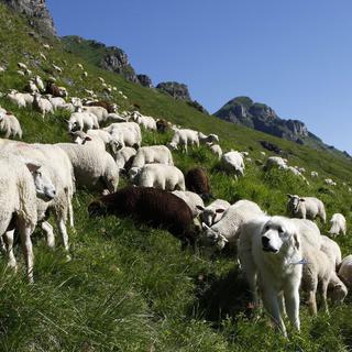 Un troupeau et son chien dans la région de Morgins en Valais. [Keystone - Jean-Christophe Bott]