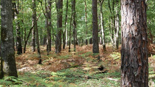 Une parcelle "mixte" de la forêt d’Orléans, peuplée de pins et de chênes.
Irstea [Irstea]