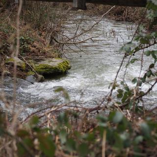 On trouve des Ombres dans la Montue, une rivière qui se jette dans le lac de Neuchâtel à proximité d'Yvonand. [RTS - Isabelle Gendre]