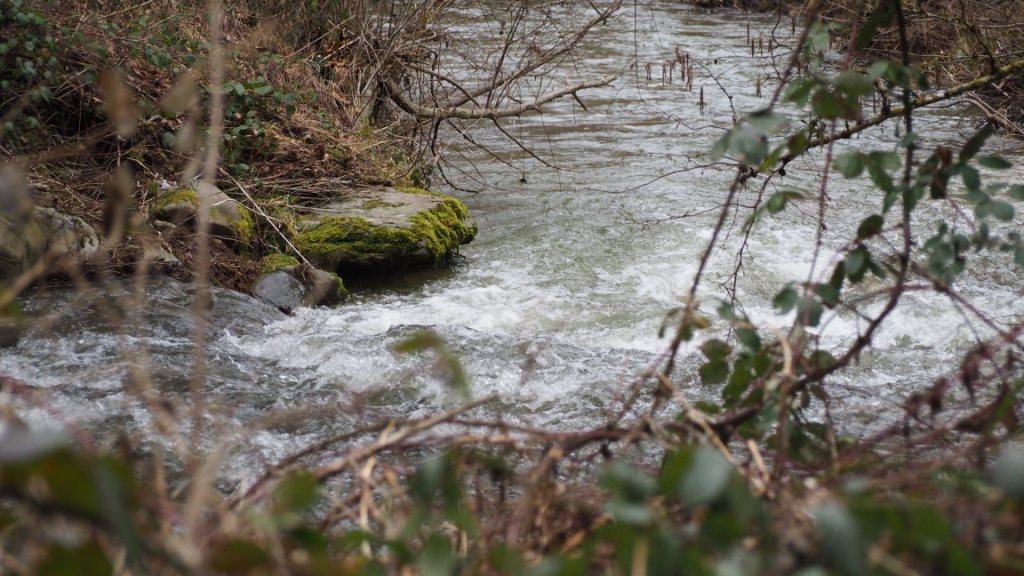 On trouve des Ombres dans la Montue, une rivière qui se jette dans le lac de Neuchâtel à proximité d'Yvonand. [RTS - Isabelle Gendre]
