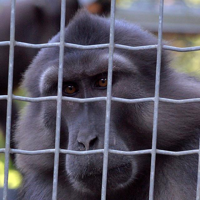 Un macaque de Tonkean au Centre de primatologie de l'Université de Strasbourg. 
Patrick Hertzog
AFP [Patrick Hertzog]