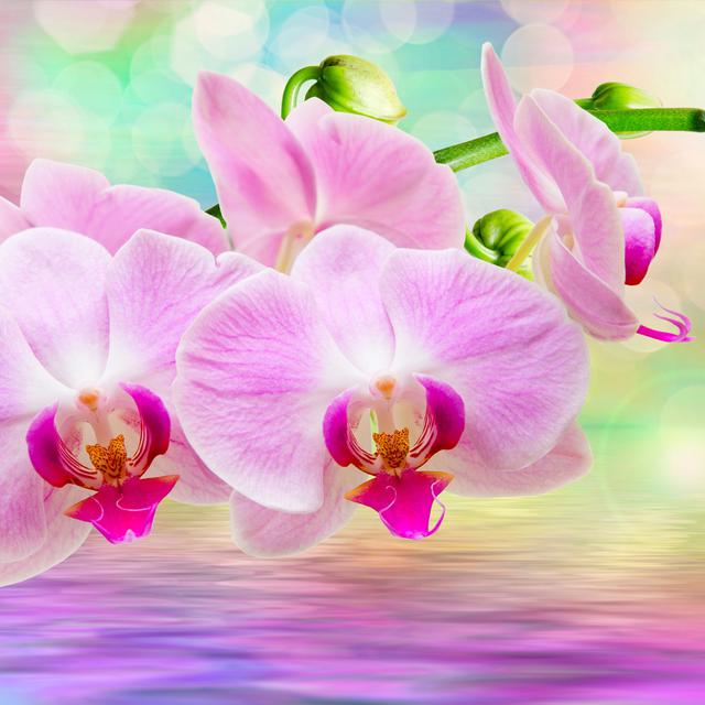 La sensualité des orchidées. [Fotolia - sergio37_120]