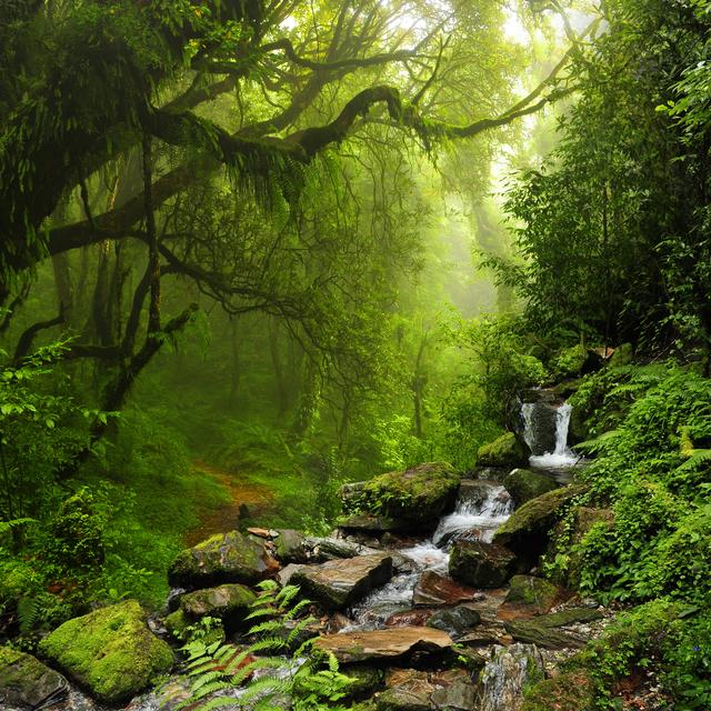 Les forêts jouent un rôle thermo régulateur. [Fotolia - quickshooting]