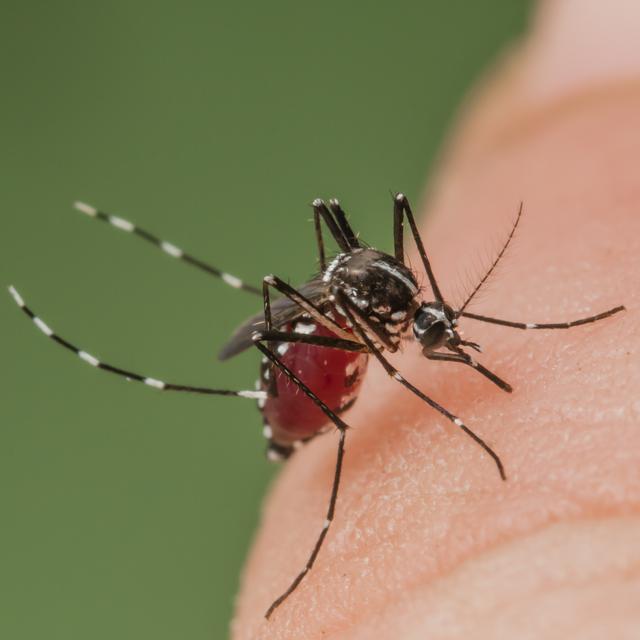 Le moustique tigre Aedes albopictus n'est plus cantonné au Tessin. [Roger Eritja]