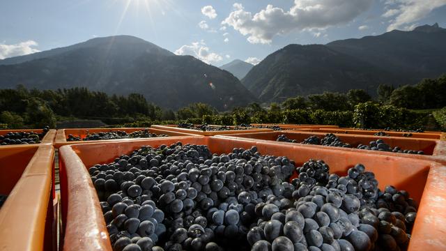 Du raisin ramassé lors du premier jour des vendanges à Leytron (VS) en septembre 2015. [Jean-Christophe Bott]