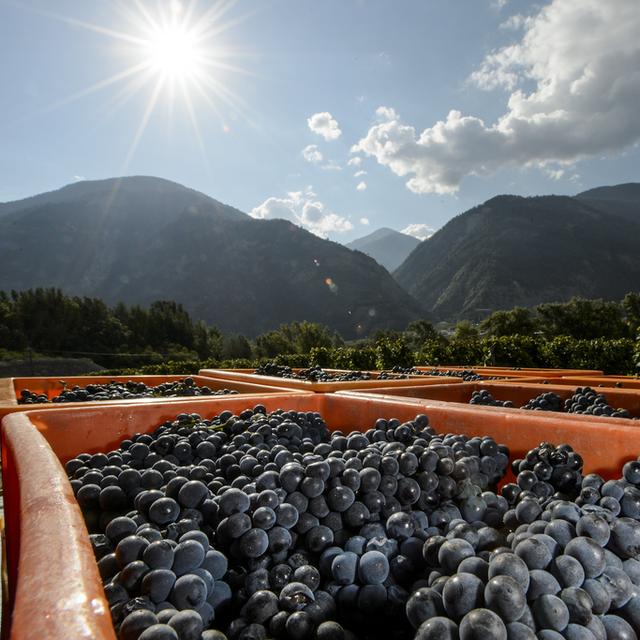 Du raisin ramassé lors du premier jour des vendanges à Leytron (VS) en septembre 2015. [Jean-Christophe Bott]