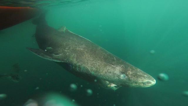 A longévité exceptionnelle, aptitude exceptionnelle: un requin du Groenland a besoin de 150 ans pour atteindre sa maturité sexuelle. [KEYSTONE - Julius Nielsen via AP]