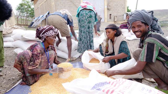 Distribution de céréales en Ethiopie. [Yves Magat]