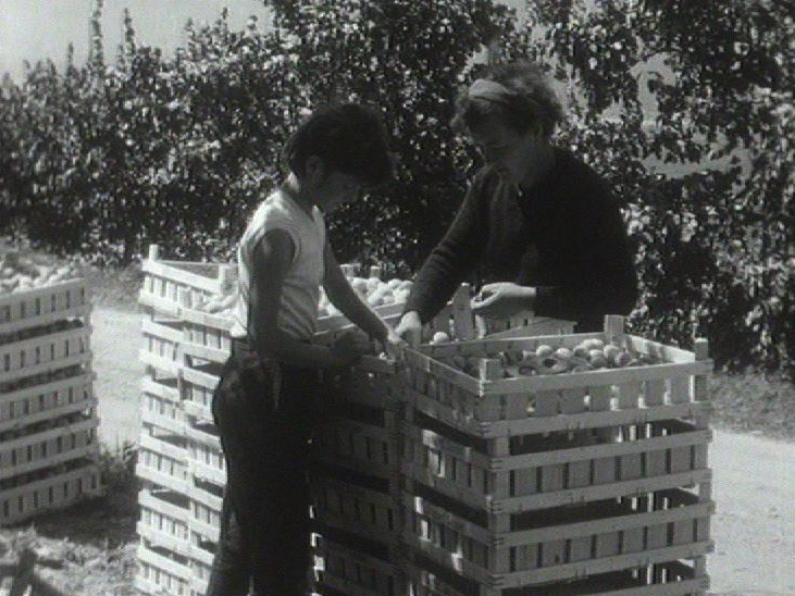 Femme triant abricots du Valais, 1961. [RTS]