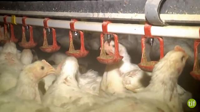 Image tirée de la vidéo dénonçant les conditions d'élevage des poulets. [tier-im-fokus.ch]