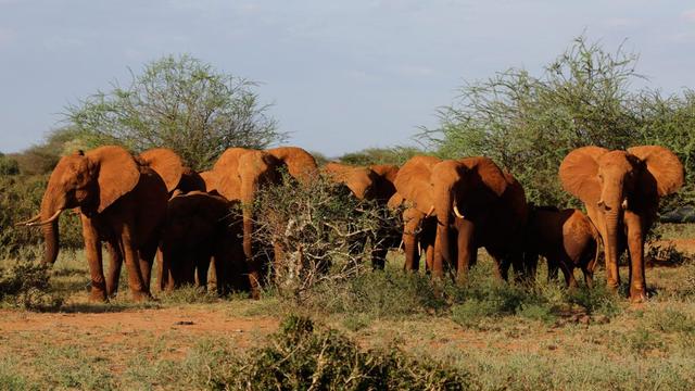 Un troupeau d'éléphants au parc national de Tsavo, au Kenya. [EPA/Daniel Irungu]