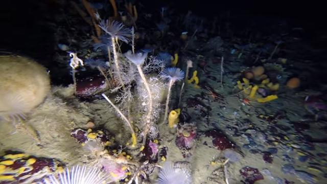 Une des images prises des fonds marins de l'Antarctique par le robot des chercheurs de la Division australienne de l'Antarctique (AAD). [Australian Antarctic Division]