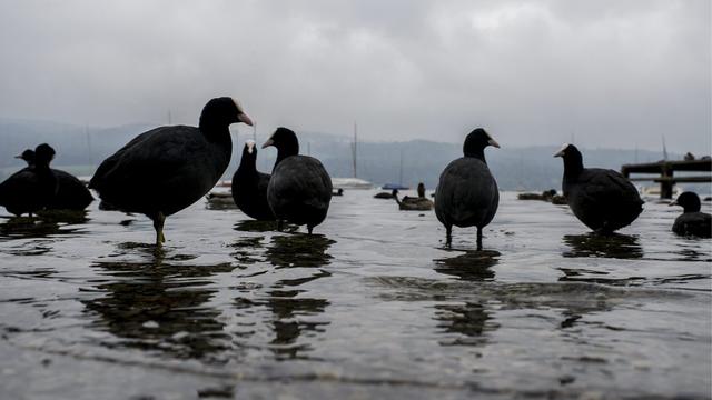 La Suisse, l’Autriche et l’Allemagne prennent des mesures coordonnées pour éviter la propagation du virus de la grippe aviaire. [Keystone - Ennio Leanza]