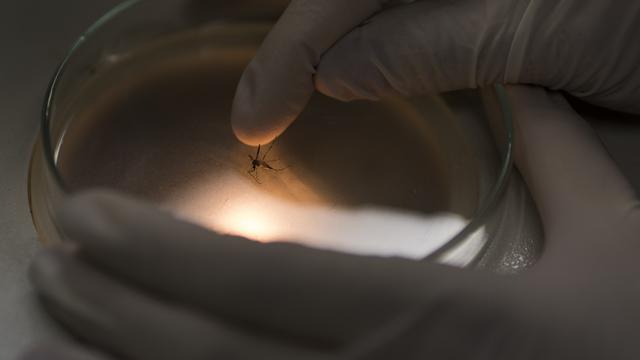 Zika est le dernier virus transmis par des moustiques à avoir émergé ces vingt dernières années au sein de la famille des Flavivirus qui compte également le chikungunya. [AP Photo/Felipe Dana]