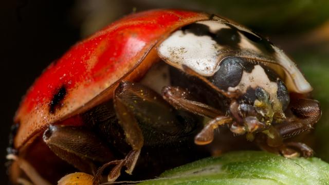 La coccinelle asiatique. [stevenwellingson]