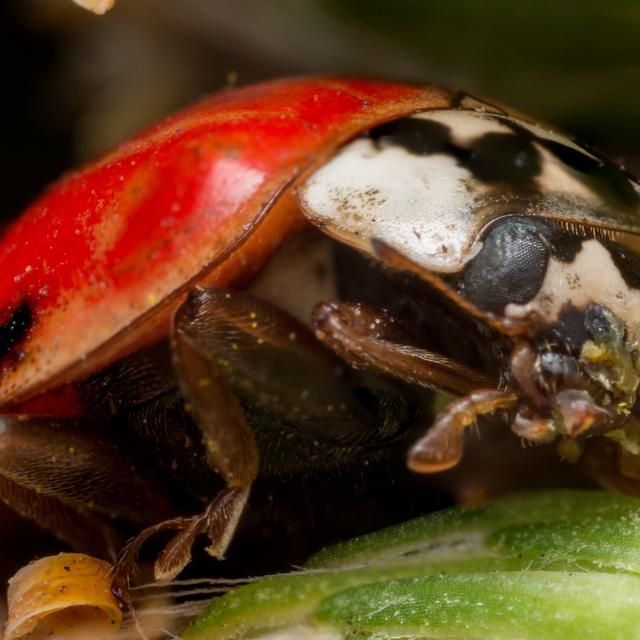 La coccinelle asiatique. [stevenwellingson]