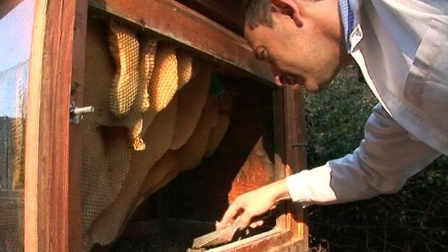 Les abeilles victimes du varroa. [RTS]