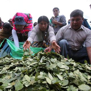 Des producteurs célébrant la Journée nationale de la mastication de la feuille de coca  à La Paz en Bolivie en 2017.