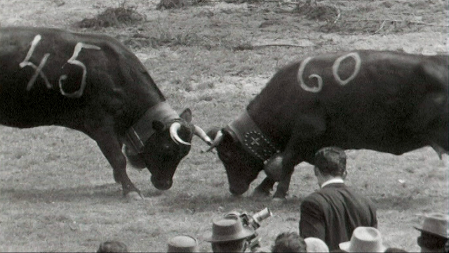 Combat de reines en 1954 en Valais. [RTS]