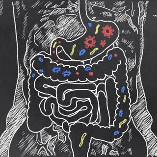Le microbiote et la flore intestinale [Fotolia - T. L. Furrer]