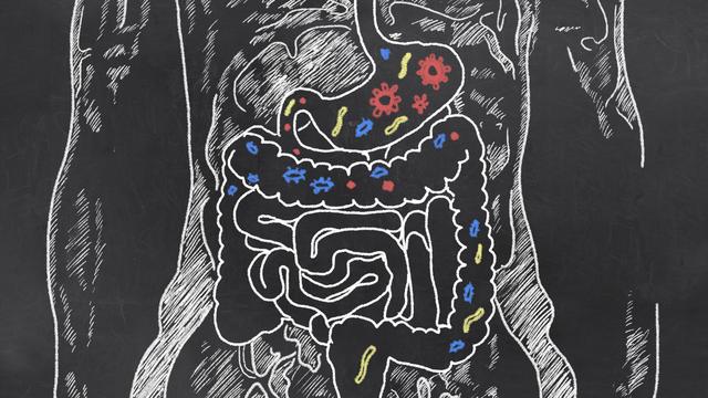 Le microbiote et la flore intestinale [Fotolia - T. L. Furrer]
