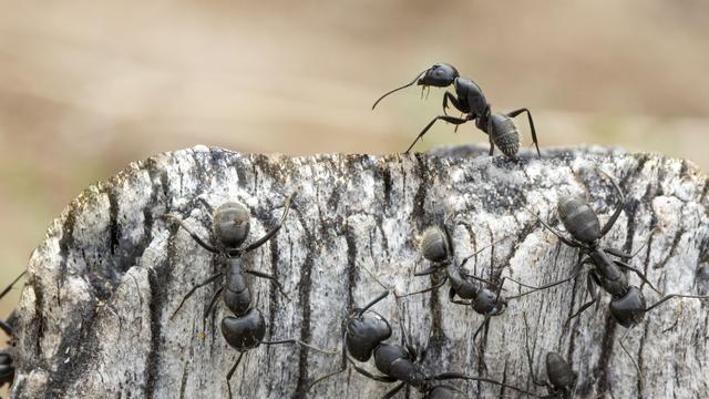 Des fourmis charpentières à l'action à Notre-Dame-de-Monts, en Vendée (France). [Hemis/AFP - Louis-Marie Préau]