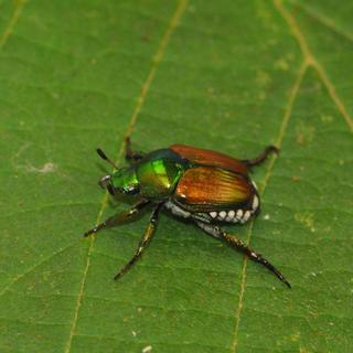 Le scarabée japonais a été identifié pour la première fois en Suisse en juin 2017. 
Christian Schweizer
Agroscope [Agroscope - Christian Schweizer]