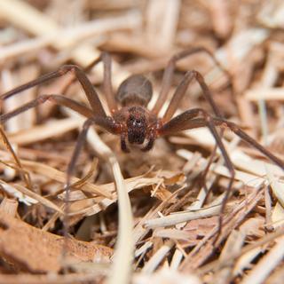 "Loxosceles reclusa" est une espèce d'araignées, aussi nommée Recluse brune ou araignée violoniste. [Fotolia - pimmimemom]