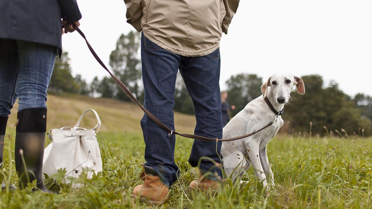 Les propriétaires doivent lâcher leurs chiens régulièrement, stipule la législation fédérale. [Keystone - Gaëtan Bally]
